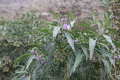 Solanum nitidum