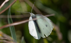 Pieris rapae
