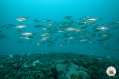 Trisopterus capelanus