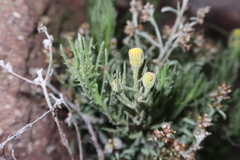 Senecio phylloleptus