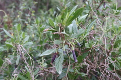 Dunalia spinosa