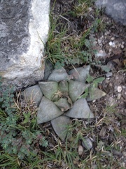 Ariocarpus retusus retusus