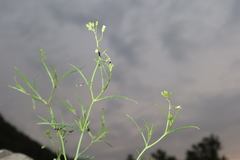 Mostacillastrum gracile