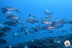 Trisopterus capelanus