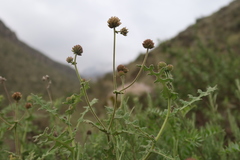 Polyachyrus sphaerocephalus