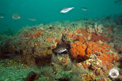 Trisopterus capelanus