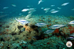 Trisopterus capelanus