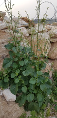 Crambe hispanica