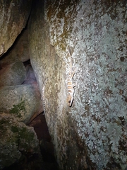 Cyrtodactylus tuberculatus