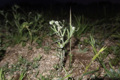 Cryptantha peruviana
