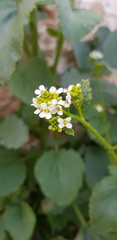 Crambe hispanica