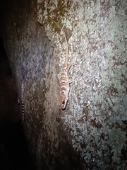 Cyrtodactylus tuberculatus