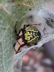 Araneus guttatus