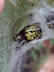 Araneus guttatus