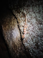 Cyrtodactylus tuberculatus