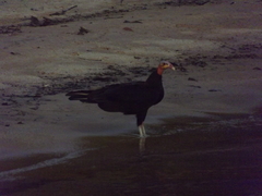 Cathartes melambrotus