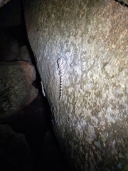 Cyrtodactylus tuberculatus