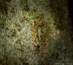 Metrioglypha phyllodes