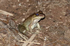 Lithobates maculatus