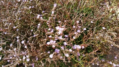 Limonium companyonis