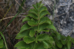 Gingidia montana
