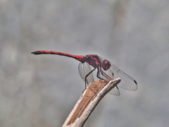 Trithemis lilacina