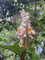 Alpinia hainanensis