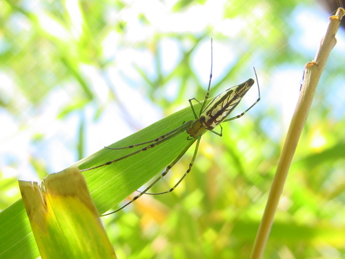 Leucauge undulata