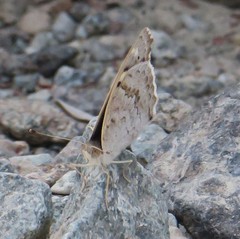 Junonia orithya here