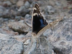 Junonia orithya here