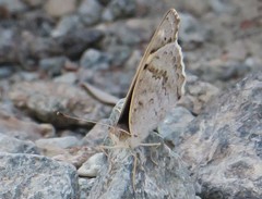 Junonia orithya here