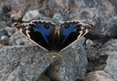 Junonia orithya here