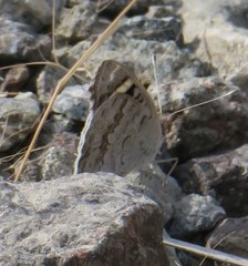 Junonia orithya here