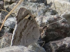 Junonia orithya here