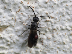 Sigilla dorsata