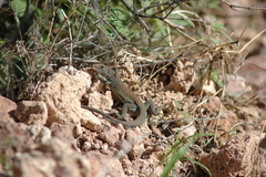 Aspidoscelis xanthonotus