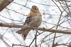Fringilla montifringilla