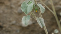 Abutilon pannosum