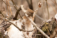 Troglodytes troglodytes