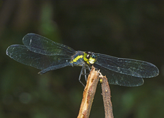 Agrionoptera longitudinalis biserialis