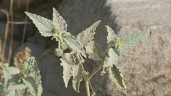 Chrozophora oblongifolia