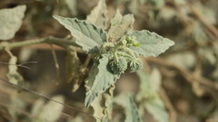 Chrozophora oblongifolia