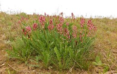 Astragalus brachycarpus