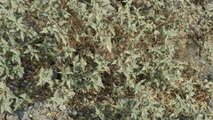 Chrozophora oblongifolia