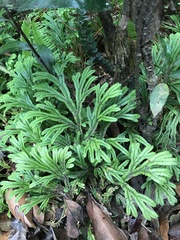 Selaginella doederleinii
