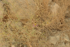 Zygophyllum indicum