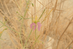 Zygophyllum indicum
