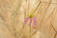 Zygophyllum indicum