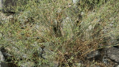 Zygophyllum indicum