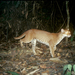 African Golden Cat - Photo (c) Panthera Cats, some rights reserved (CC BY-NC-SA)